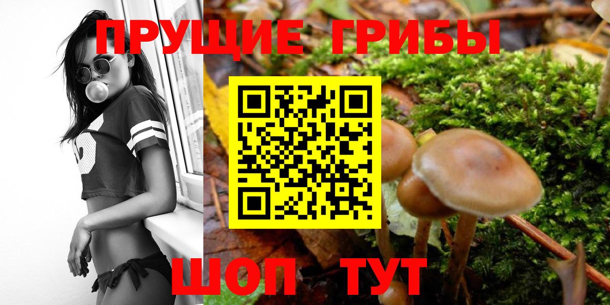 Псилоцибиновые грибы мицелий Протвино